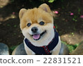 微笑的博美犬 22831521