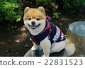 微笑的博美犬 22831523