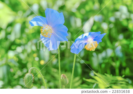 Blue cheap pair 22831638