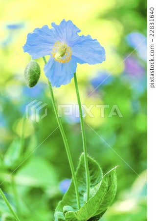 藍罌粟（垂直） 22831640