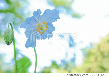 藍罌粟2 22831642