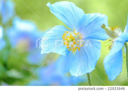 藍罌粟4 藍罌粟4 22831646