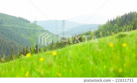 Freshly Grown Green Grassed Field Freshly Grown Green Grassed Field 22831731