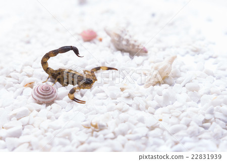 Brown scorpion on white stone and shell snail Brown scorpion on white stone and shell snail 22831939