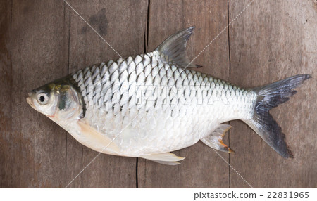 Freshwater fishes susceptible host of opisthorchis 22831965