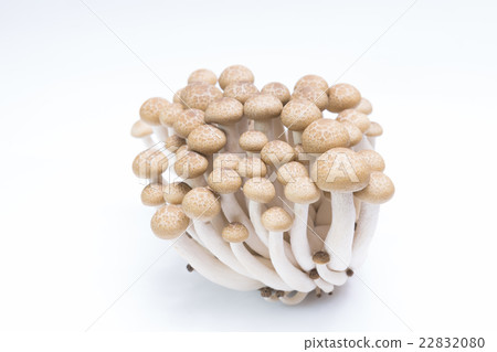 Brown beech mushrooms ( Buna Shimeji) 22832080