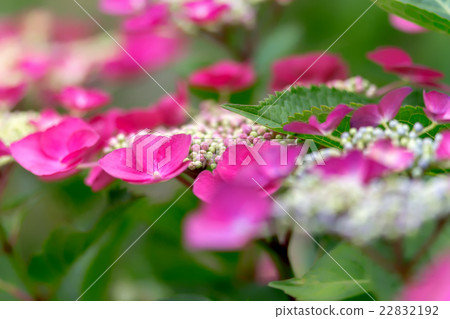 hydrangea hydrangea 22832192