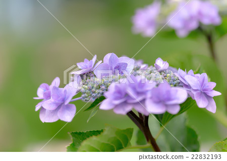 hydrangea hydrangea 22832193