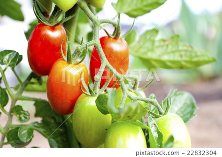 Tomato Tomato 22832304