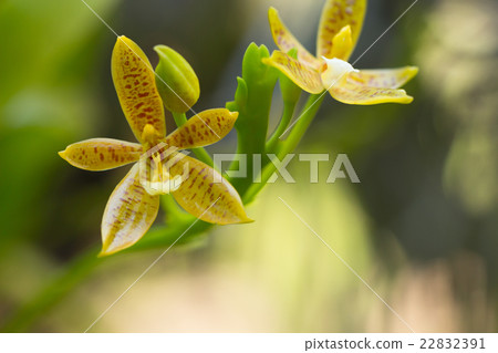 Beautiful wild flower orchid,Staurochilus fasciatu Beautiful wild flower orchid,Staurochilus fasciatu 22832391