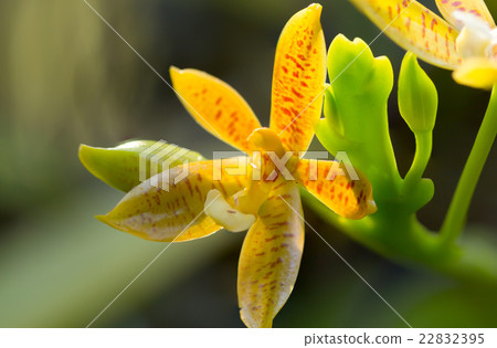 Beautiful wild flower orchid,Staurochilus fasciatu 22832395