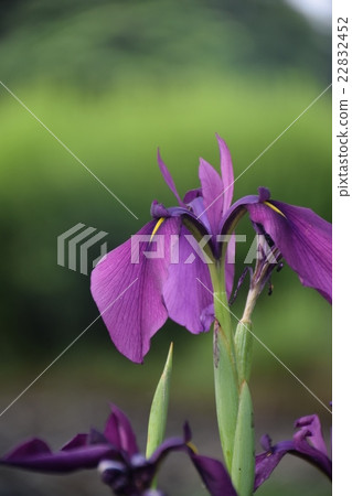 Ayame Rhododendron虹膜 22832452