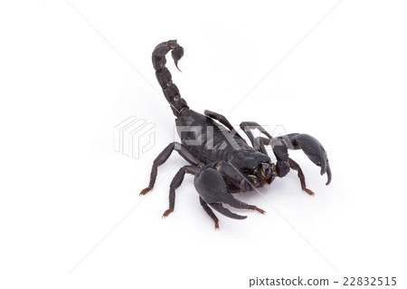 Heterometrus longimanus back scorpion 22832515