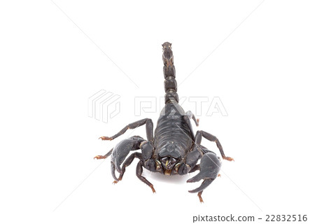 Heterometrus longimanus back scorpion 22832516