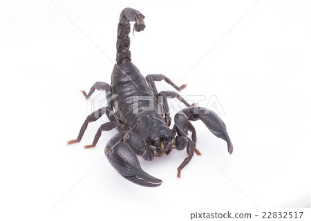 Heterometrus longimanus back scorpion. Heterometrus longimanus back scorpion. 22832517