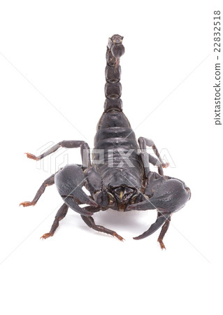 Heterometrus longimanus back scorpion 22832518
