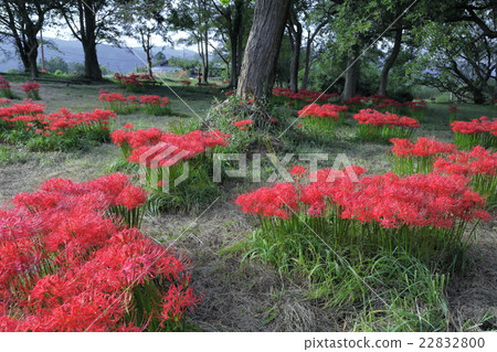 Cluster of cluster amaryllis 22832800
