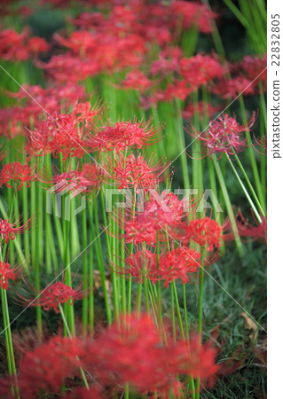 群集孤挺花 22832805