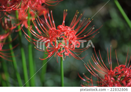 群集孤挺花 22832806