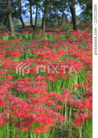 Cluster of cluster amaryllis Cluster of cluster amaryllis 22832809