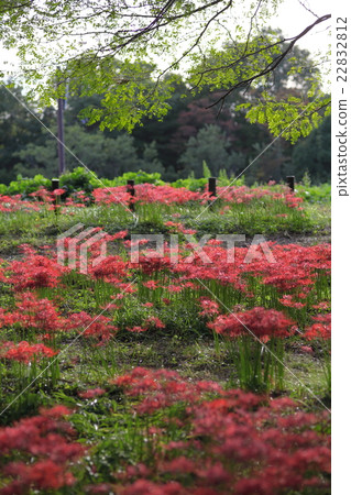 Cluster of cluster amaryllis Cluster of cluster amaryllis 22832812