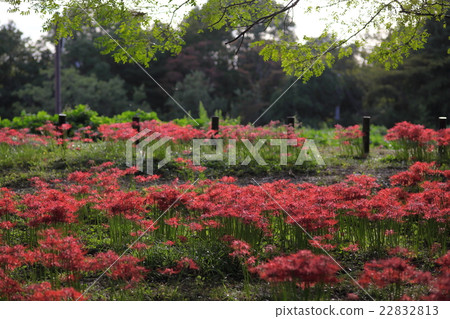 Cluster of cluster amaryllis Cluster of cluster amaryllis 22832813
