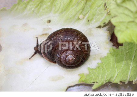 Snail 22832829