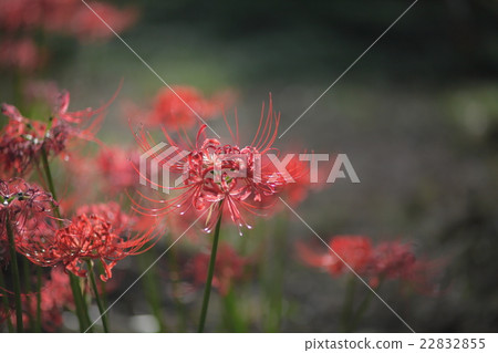 Higambuna of Keihin 22832855