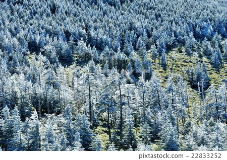 霧冰森林 22833252