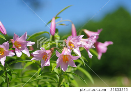 小百合姬 22833253