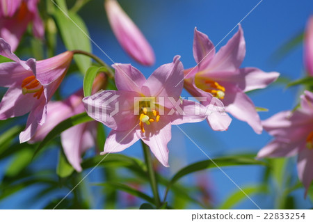 小百合姬 22833254