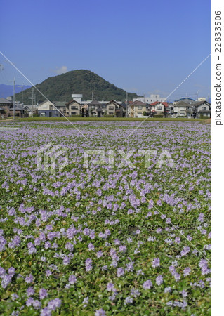 The water hyacinth of this Yakushiji ruins The water hyacinth of this Yakushiji ruins 22833506