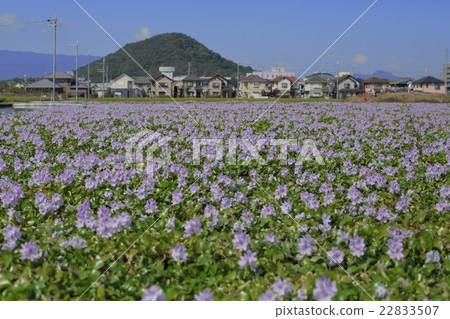 這個藥師寺遺址的水葫蘆 22833507