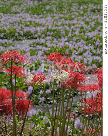 Higa buna and water hyacinth of this Yakushiji site 22833515