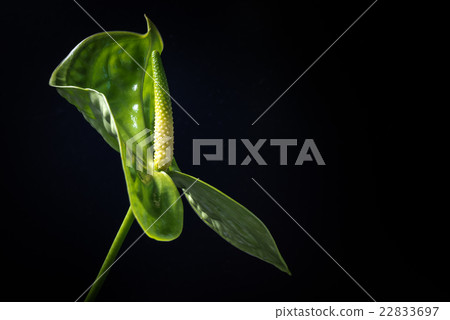 Anthurium, flower, closeup, macro. 22833697