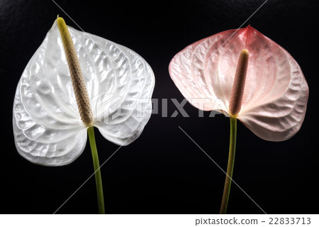 Anthurium, flower, closeup, macro. 22833713