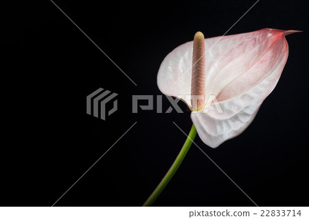 Anthurium, flower, closeup, macro. 22833714