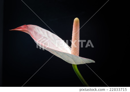 Anthurium, flower, closeup, macro. 22833715