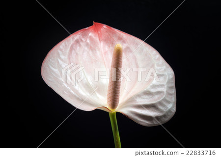 Anthurium, flower, closeup, macro. 22833716