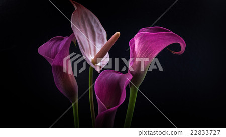 Color, flower, close-up, macro. 22833727