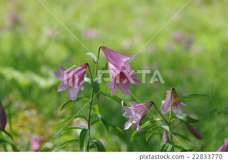 小百合姬 22833770