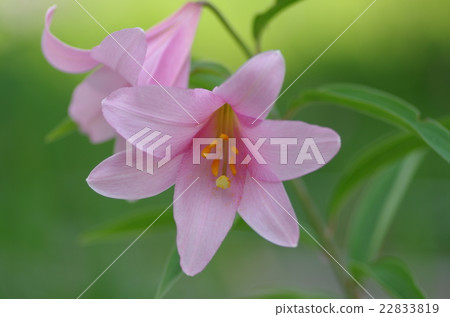 小百合姬 22833819