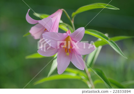 小百合姬 22833894