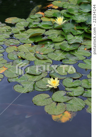 Yellow water lily flower 22834144