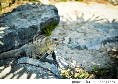Iguana with elbow resting 22834275