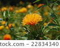 Safflower 22834340