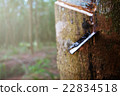 rubber tree 22834518