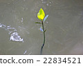 Mangrove seedlings. 22834521