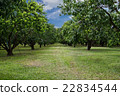 Mayongchid Maprang Marian Plum tree  22834544