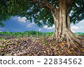 banyan tropical tree 22834562